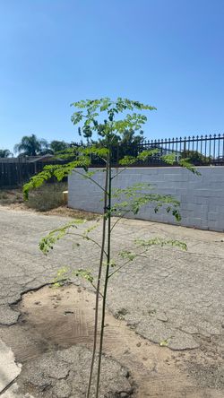 Live Moringa Tree Sapling