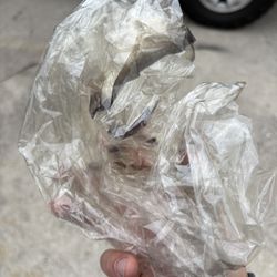 Window Films Auto Tint