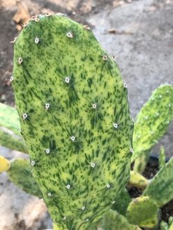 Nopal variegado
