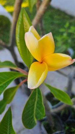 2ft tall Yellow Plumeria Flower Live Plant, Well Established