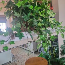 Artificial Pothos Ivy Mix Plant
