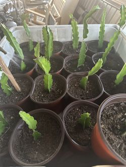 Dragonfruit Cactus Plants