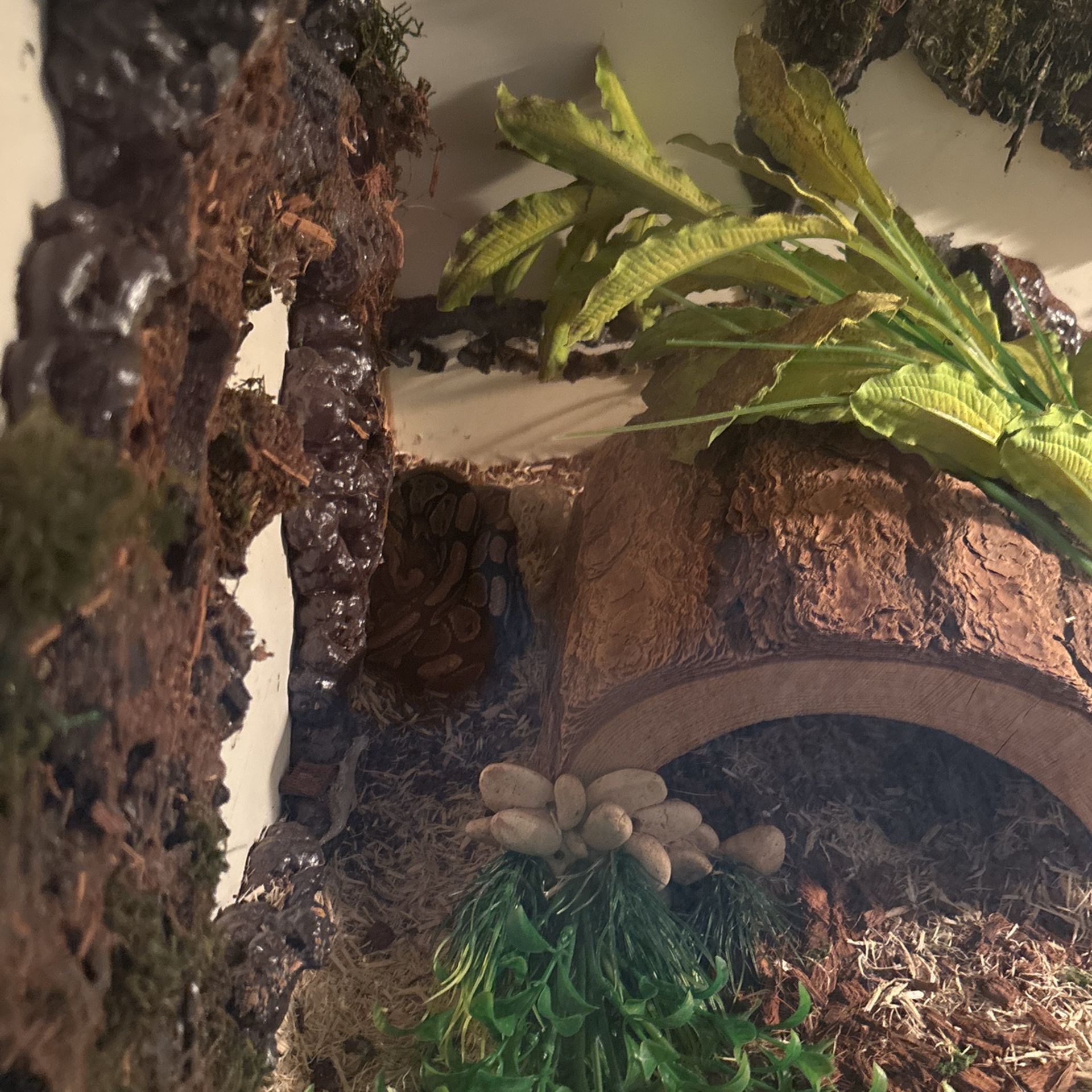 Snake Enclosure 