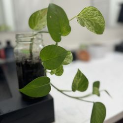 Beautiful indoor-house vine plant with Jar