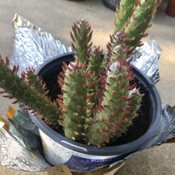 Opuntia  SABULATA Cactus   - DESSERT SNOW  PINE  -In One Gallon Pot