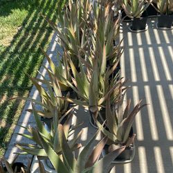 Aloe Vera Plant, Plenty In Stock. $3.00 Per Plant,  Very Healthy