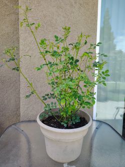 Flower plant