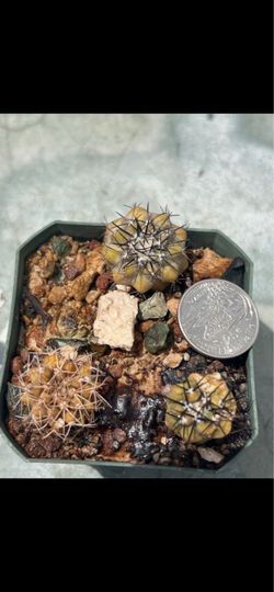 Copiapoa