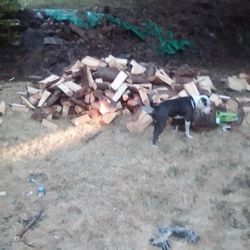 Seasoned Firewood 