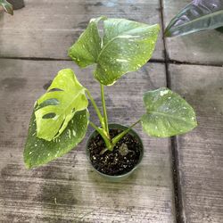 6” Monstera Thai Constellation 