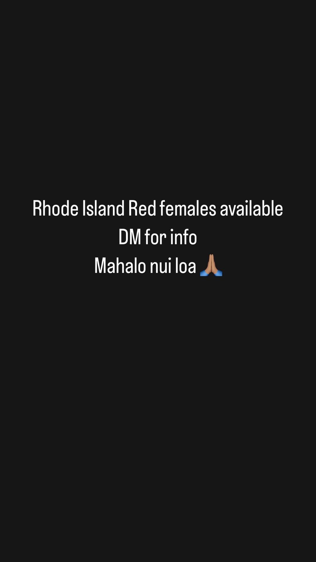 Rhode Island Red Female Chicks