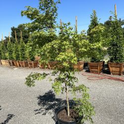 Japanese Maple