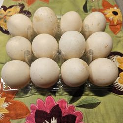 Unwashed Duck Eggs