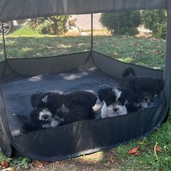 Tent For Pets 