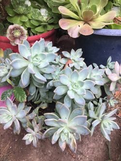 Succulent