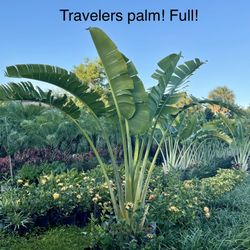 Traveler’s Palm Tree 