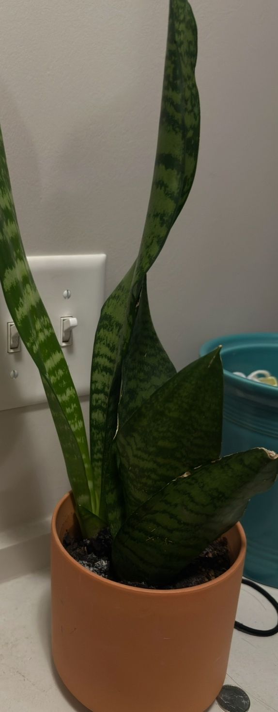Snake Plant 