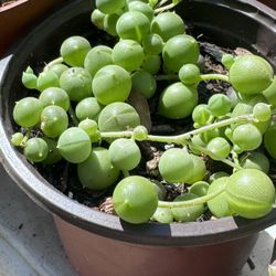 Succulents Plants 4”pot