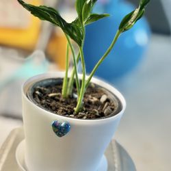 Rare Shanghai-La Pothos