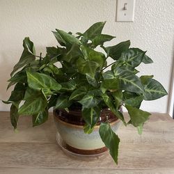 Potted Arrowhead/Syngonium Plant