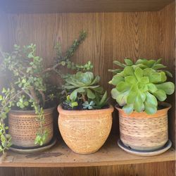 Beautiful Large Succulent Planters