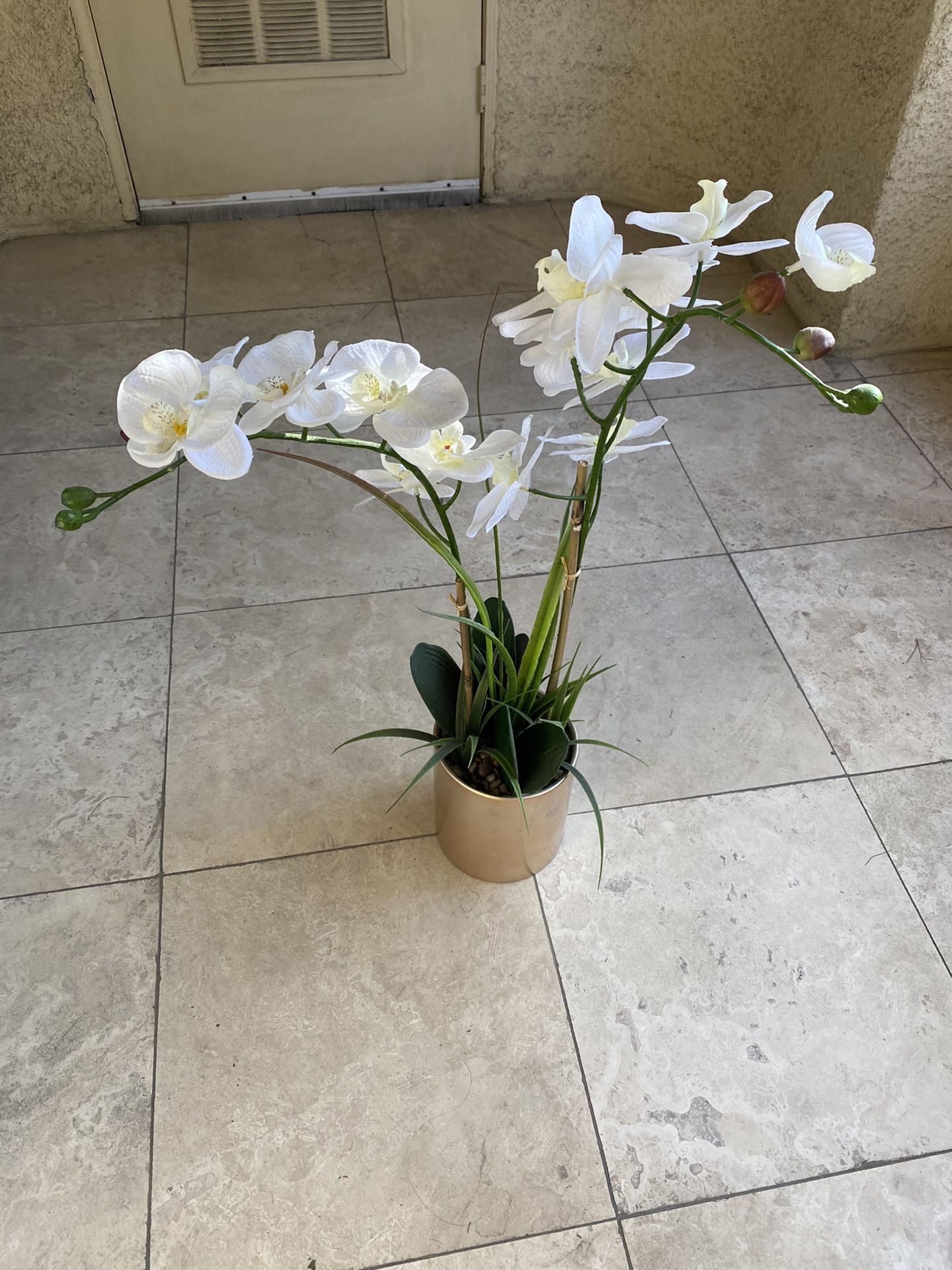 Plant for Inside Apartment