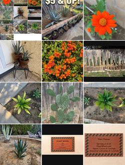Agave, Cactus & Cuttings