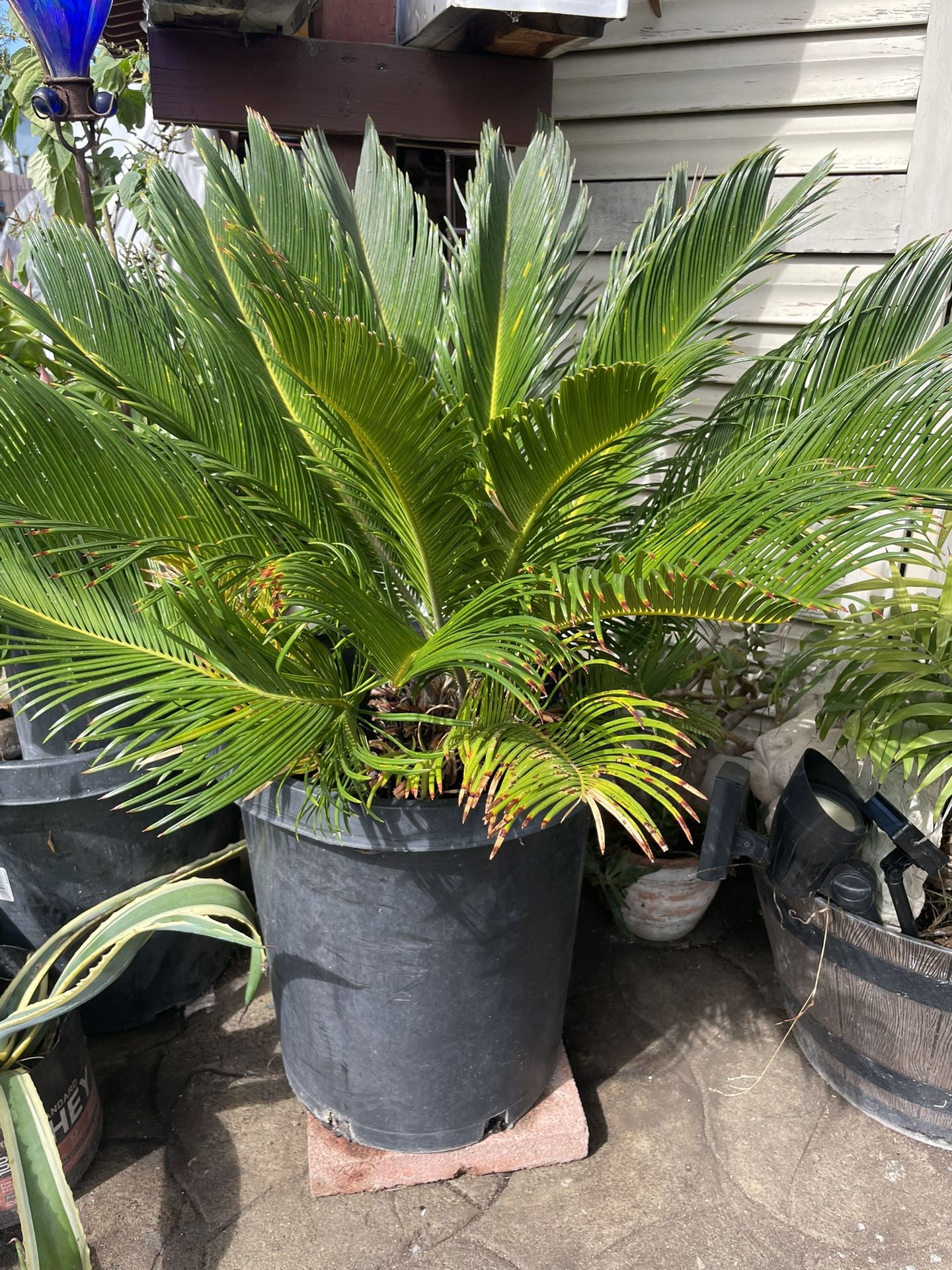 BEAUTIFUL SAGO PLANT PALM GOOD PRICE $115