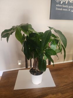 Mini money tree