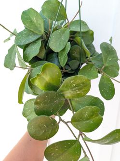 Hoya Obvata Splash Plant 6" Pot - Indoor House Plants
