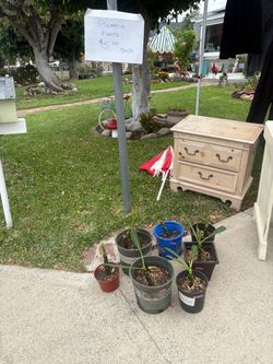 Plumeria plants