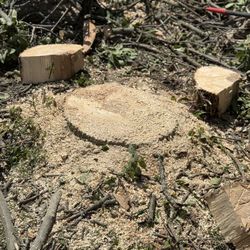 Tree Cutting And Branches 