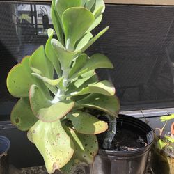 Succulent Plants