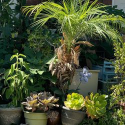 All My Plant And Succulents Are For Sale Starting At $10 & Up