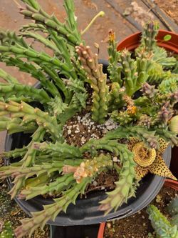 Cactus