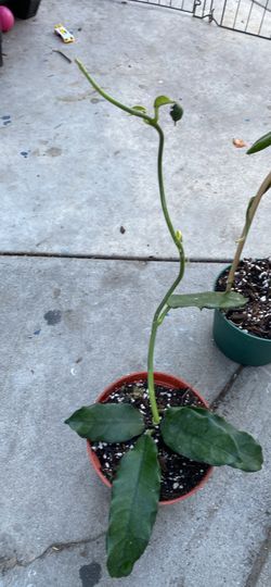 Hoya globulosa