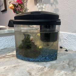 Free fish and fish tank with filter and fish food 