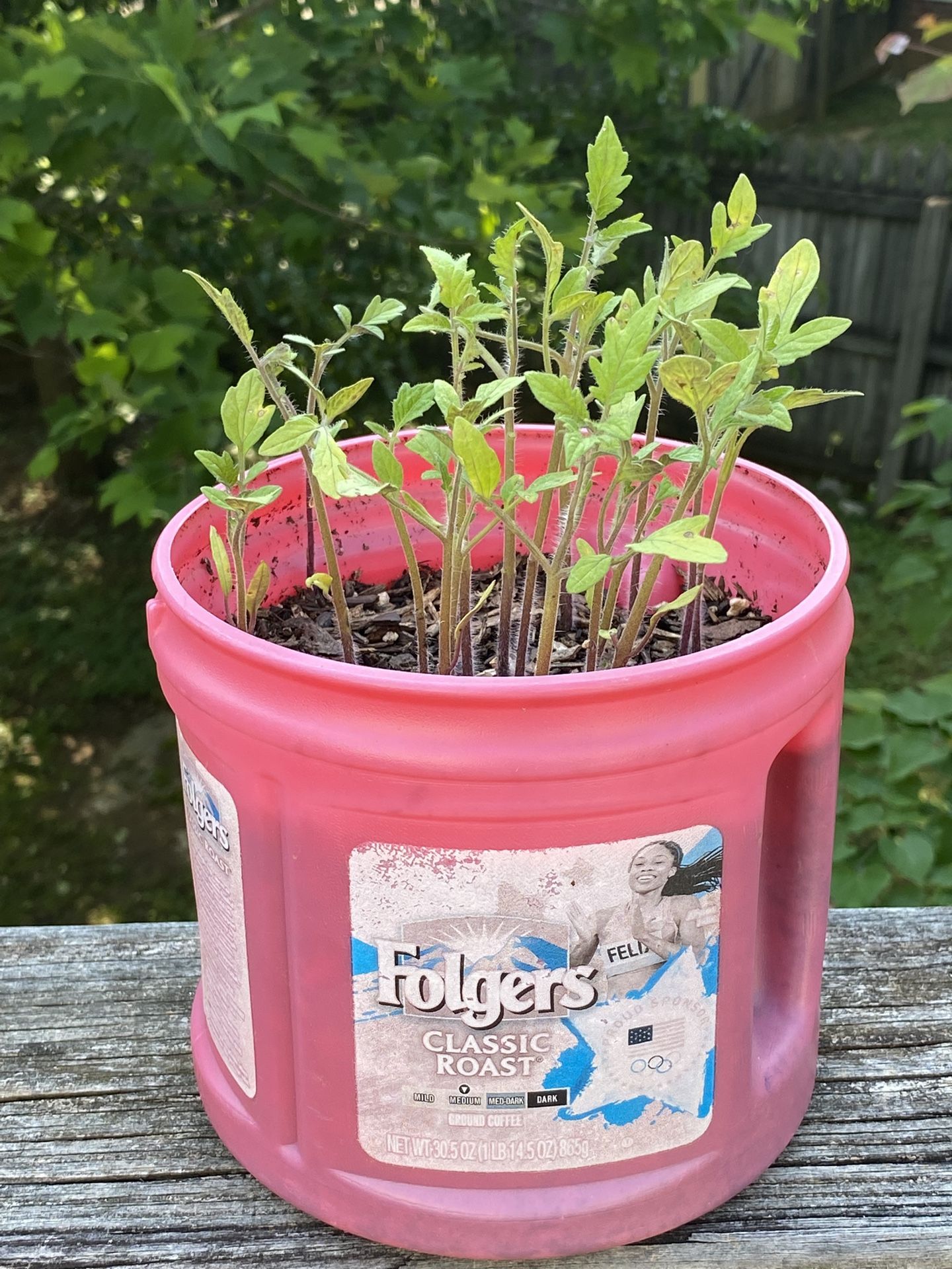 Tomato Plants Bundle