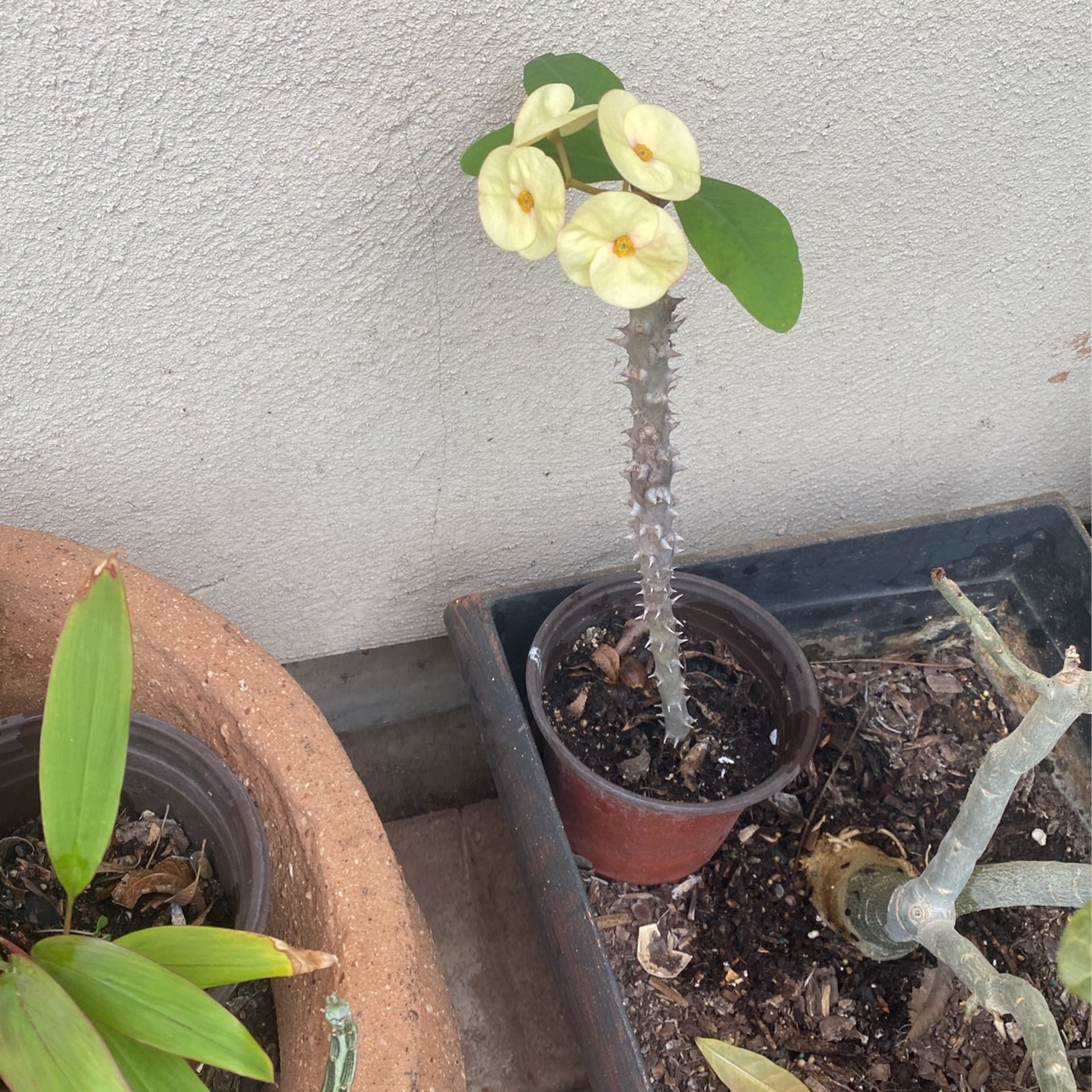 Corona De Cristo Color Amarillo Flor Grande $13.00