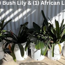 Bush Lily & African Lily
