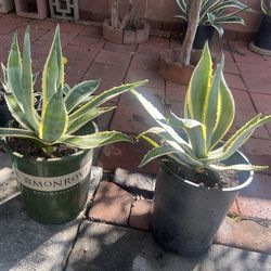 POTTED AGAVE PLANTS