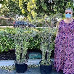 TOPIARY PLANTS  - We Make Any Shape in Many Sizes - Custom For Gifts! 