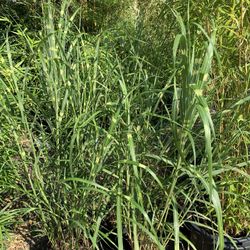 Zebra Grass (Miscanthus sinensis 'Zebrinus')