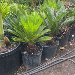 Sago Palm $38 7 gallon Each
