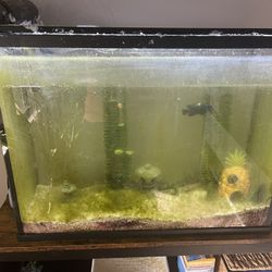 Fish Tank With Supplies Included