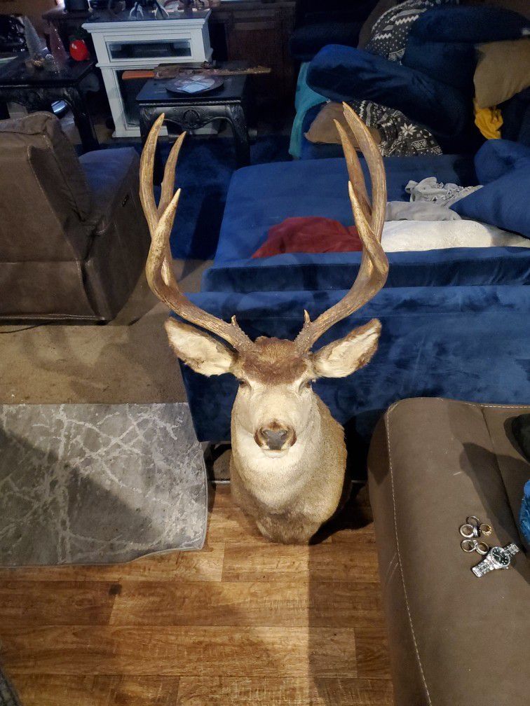 Monster Mule Deer Looks Perfect Give Me A Offer