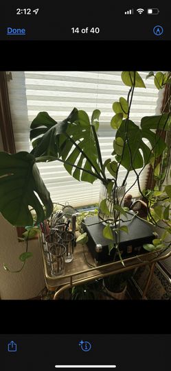 Healthy Large Monstera Plants