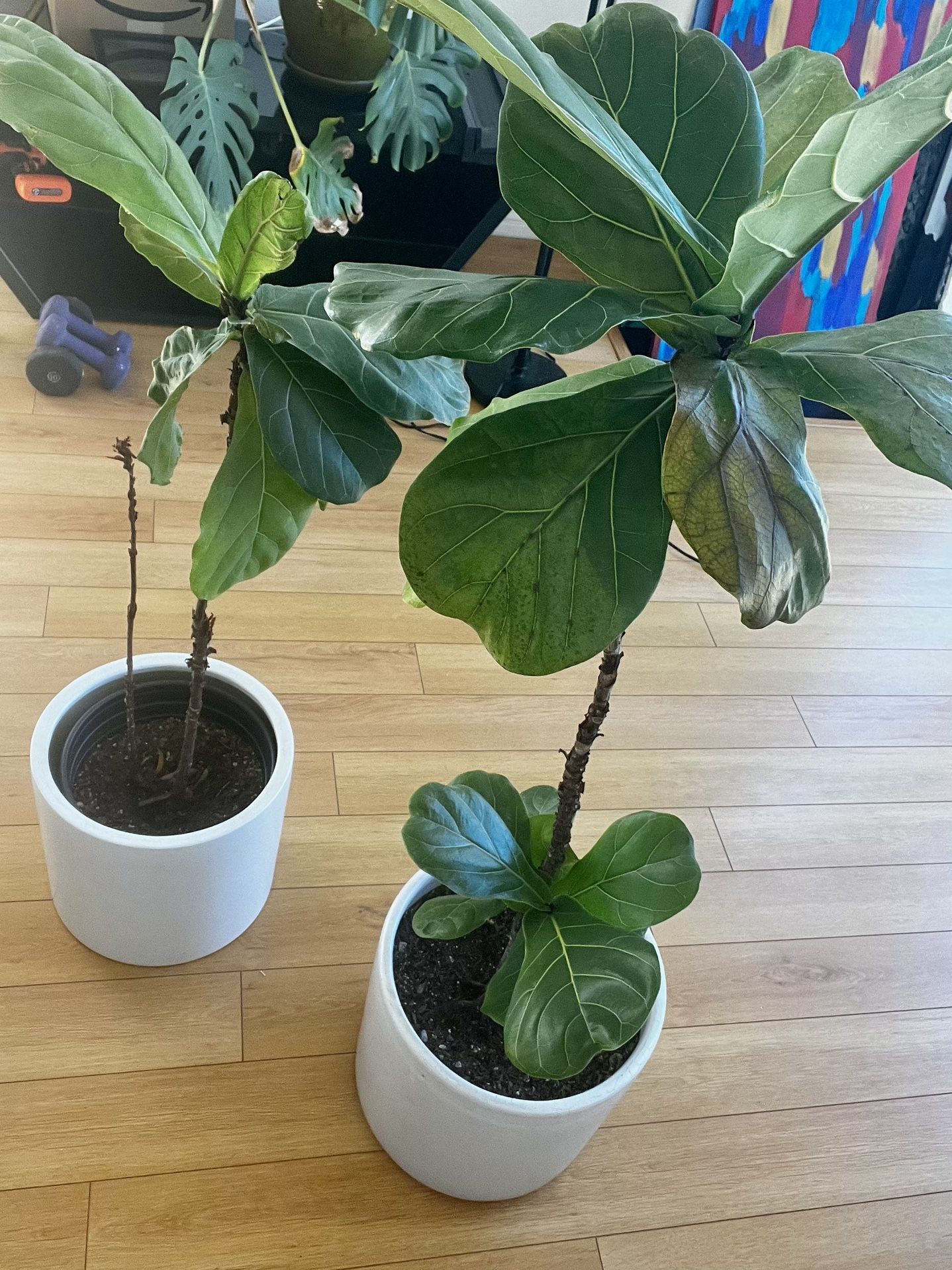 Fiddle Leaf Fig Plant In Large White Ceramic Pot