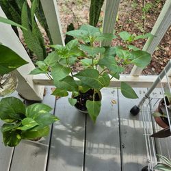Four O'CLOCKS 18" Tall 