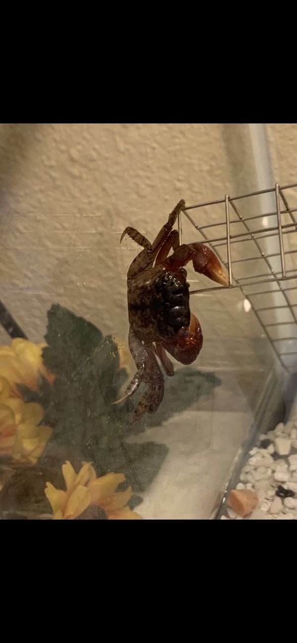 Red Claw Crabs for Sale in Sacramento, CA - OfferUp